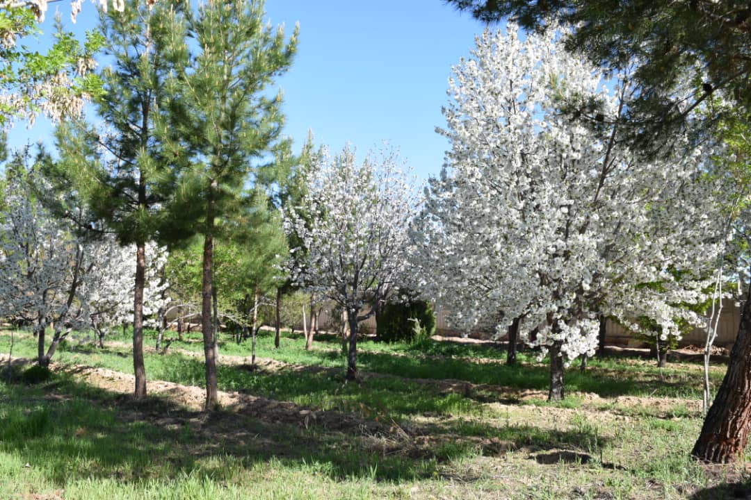 Camp trees in the spring