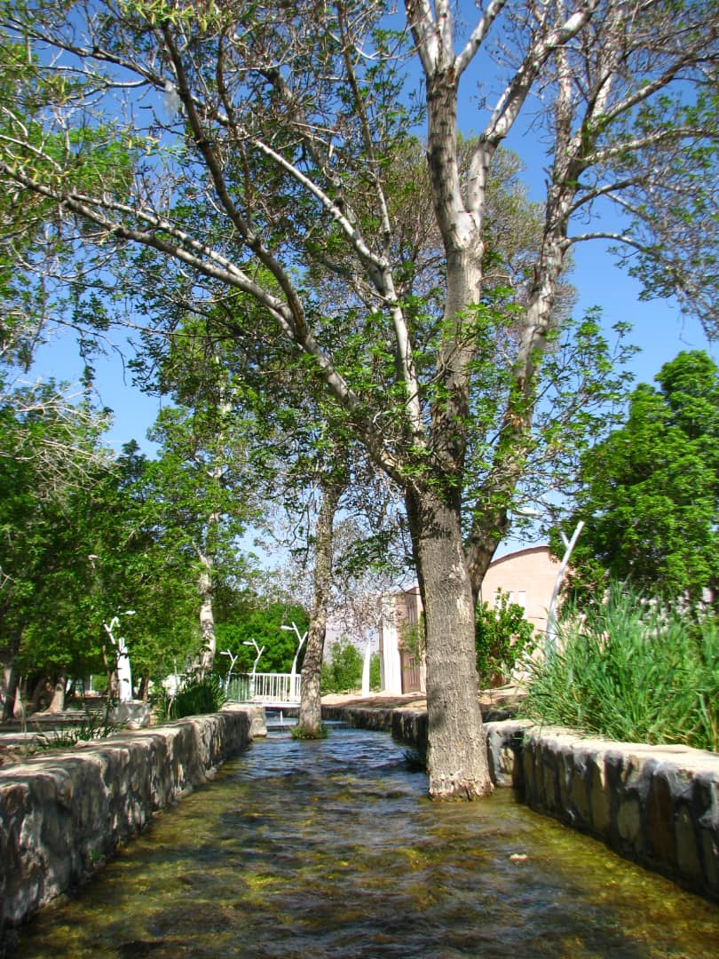 The trees inside the creek