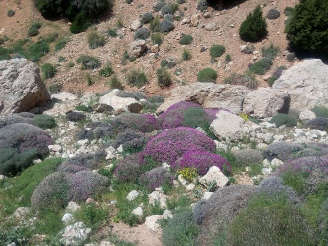 Wild flowers in the waterfall Nasrava