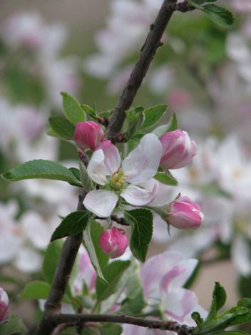 Flowers and fruit trees camp