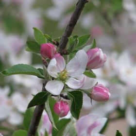 Flowers and fruit trees camp