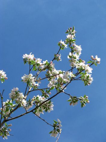 Flowers and fruit trees camp