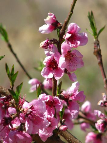 Flowers and fruit trees camp