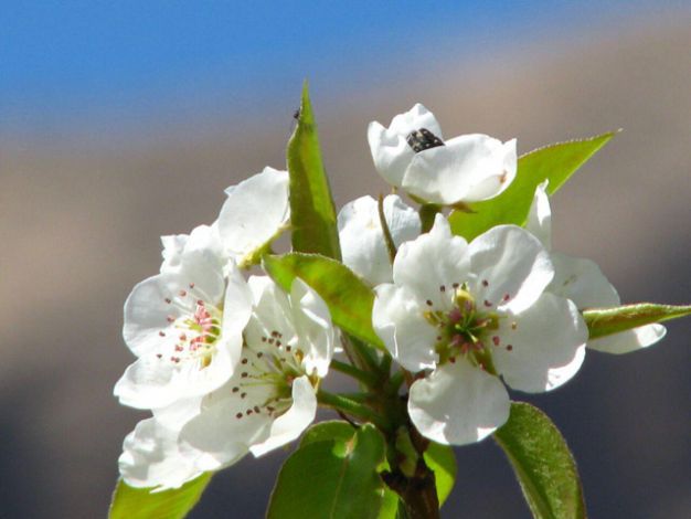 Flowers and fruit trees camp