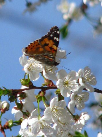 Flowers and fruit trees camp