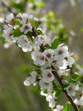 Flowers and fruit trees camp