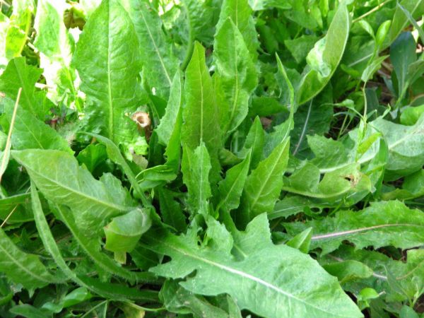 Wild lettuce