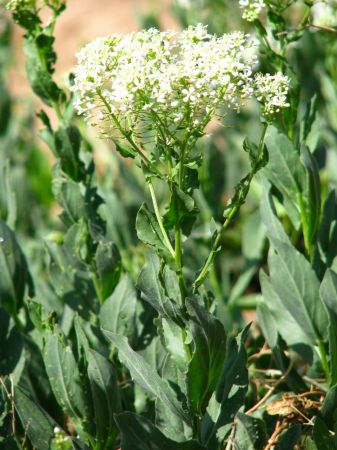 Hoary cress